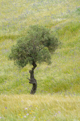 Paisaje de primavera, arbol solitario en pastizal
