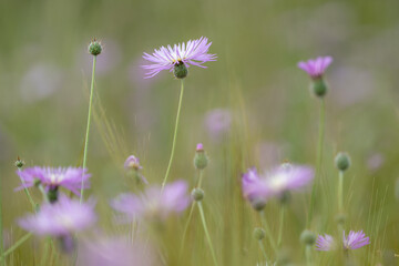 Paisaje floral primavera