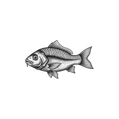 Engraved Fish Illustration, drawn in an engraved, woodcut style with fine details sketch engraving vector illustration. Scratchboard imitation. Black and white image. flat vector