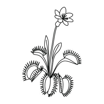 Venus Flytrap Line Art with Flower and Traps Open
