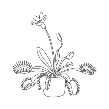 Venus Flytrap Line Art Illustration with Flower and Plant Pot