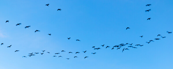 birds in flight