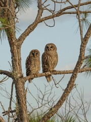 Barred owls perched on a tree branch.