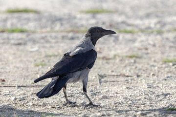 Hooded crow (Corvus cornix) stands on the asphalt close-up