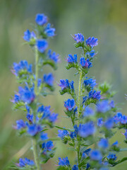 Close-up of blue viper's bugloss wildflowers in a field