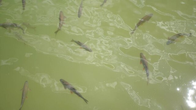 Top-down view of fish swimming in a pond. One brightly colored orange fish stands out among others. Calm water surface, slight ripples, and natural lighting create a peaceful and natural aquatic scene