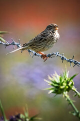 Corn Bunting perched on barbed wire against backdrop of red poppy field
