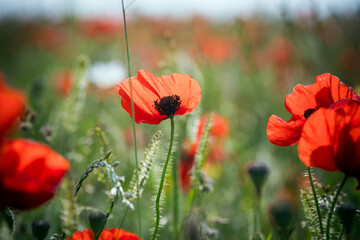 Poppies backlit by summer sunshine in rural scene
