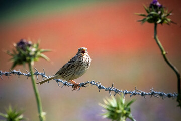 Corn Bunting in full song perched on barbed wire 
