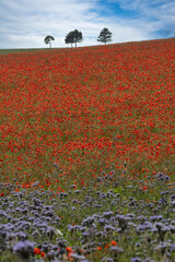 Vibrant poppy field with trio of trees on horizon