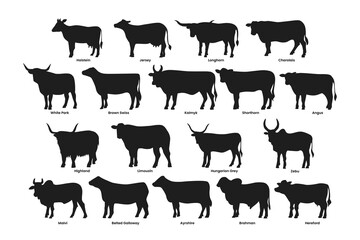 Different types of cow silhouette set collection, breeds of domestic cow cartoon, dairy farming, calf vector illustration, suitable for education poster infographic guide catalog, flat style.