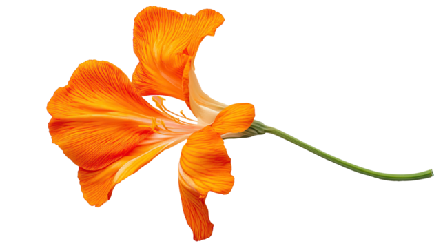 Bright marigold flower with delicate lace petals and green stem isolated on transparent background. PNG