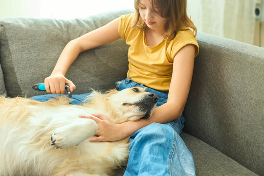 A young girl with brown hair gently brushes her golden retriever on a cozy gray couch in a well-lit living room, enjoying a warm afternoon together. - Powered by Adobe