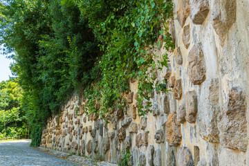 Old stone wall with irregular rocky texture covered by green climbing plants and surrounded by lush forest in natural outdoor setting.