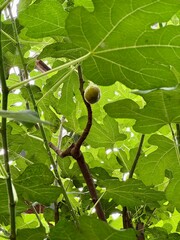 green figs on a tree