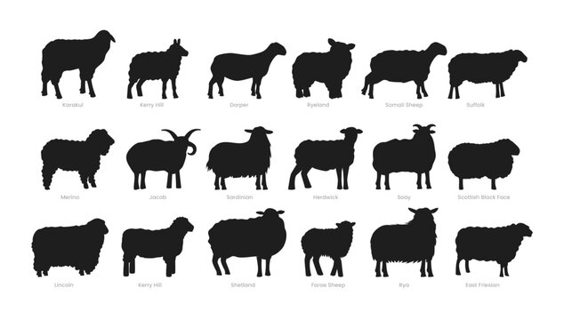 Different types of sheep silhouette set collection, breeds of domestic sheep cartoon, dairy farming, lamb sheep vector illustration, suitable for education poster infographic guide catalog