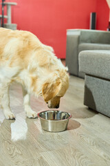 A golden retriever happily eats from a metal bowl placed on the floor of a modern home. The pet...