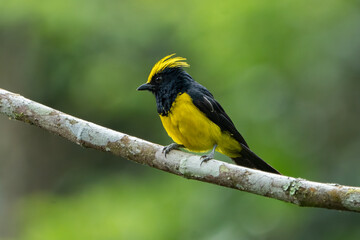 The sultan tit (Melanochlora sultanea) is an Asian forest bird with black upperparts plumage and yellow underparts, dark bill, and (depending on subspecies) a yellow or black crest. The sexes are simi