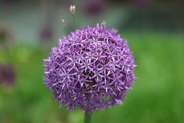 Ornamental Allium Flower Against Green Background
