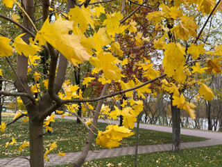 Autumn landscape. Autumn oak leafes