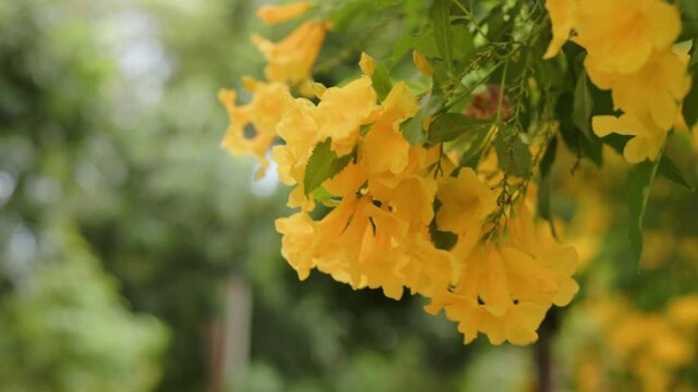 The Yellow trumpet-flower sway in the gentle breeze, looking at them is beautiful and pleasing to the eyes. green background