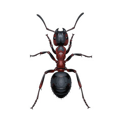 vector illustration of ants on white background