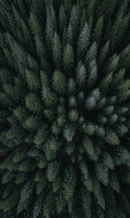 Dense coniferous forest from overhead perspective