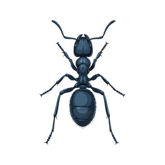 vector illustration of ants on white background
