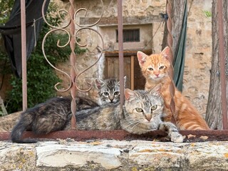 Familia de gatos en la masia