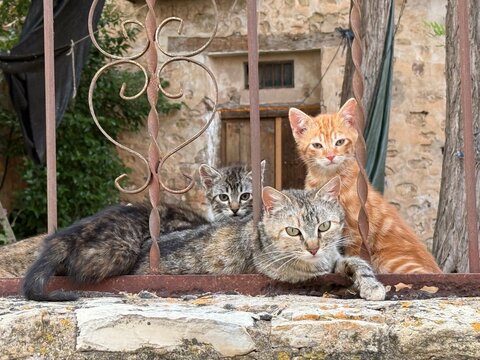 Familia de gatos en la masia