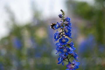 genus of annual and perennial herbaceous plants . High quality photo