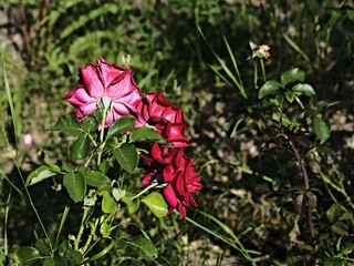 valentine rose and green background