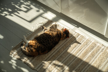 Lazy sleepy calico cat lying on jute carpet, resting and relaxing, top view. Summer heat and pet at...
