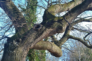 View of Leafless Branches and Trunk of Tree seen against Blue Sky in Public Park 