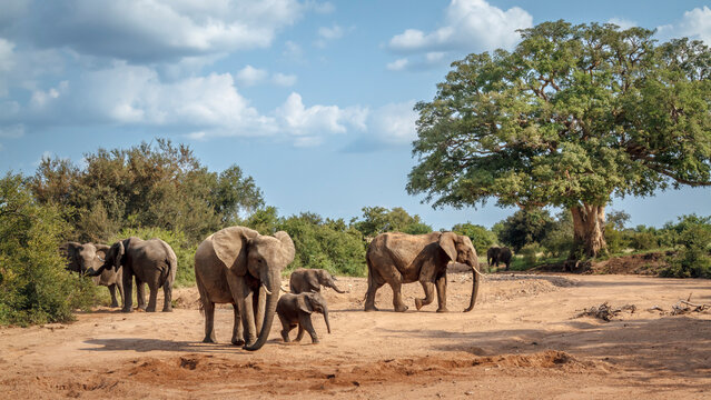 African bush elephant group with calf walking in dry riverbed in Kruger National park, South Africa ; Specie Loxodonta africana family of Elephantidae