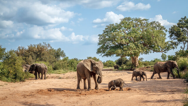 African bush elephant group with calf walking in dry riverbed in Kruger National park, South Africa ; Specie Loxodonta africana family of Elephantidae
