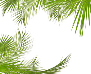 Fresh green tropical leaves on white background