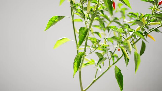 Close-Up of Hand Picking Chili Pepper from the Plant with White Background &ndash; Fresh Harvest Concept