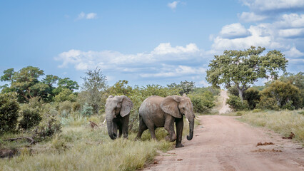 Two African bush elephants on safari gravel road in Kruger National park, South Africa ; Specie...