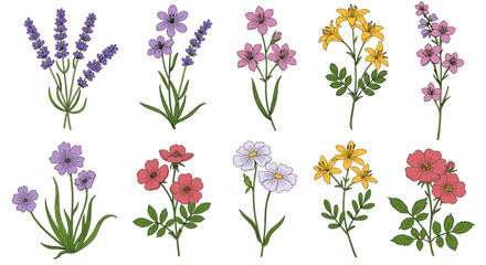 Floral botanical vector illustration: wildflowers collection for design, print, card, poster in flat style