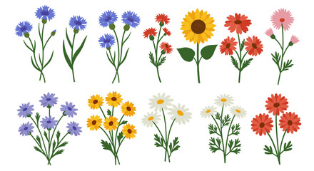 Wildflowers collection vector illustration: flat style design for posters and cards