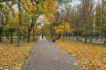Foliage in the park. Autumn fall leaves of maple trees. Autumn fall leaves in sunlight. Natural...