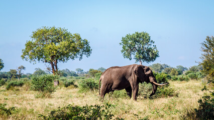 African bush elephant big tusker walking in savannah in Kruger National park, South Africa ; Specie...