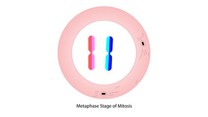 The image you’ve shared depicts a cell undergoing mitosis, specifically the metaphase stage. Here are the key features supporting this identification.