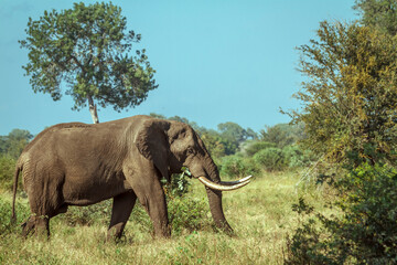 African bush elephant big tusker walking in savannah in Kruger National park, South Africa ; Specie...