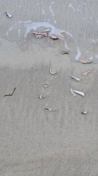 Mackarel lying on the beach used as lure for fishing