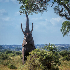 African bush elephant tusker eating trunk up in a tree in Kruger National park, South Africa ;...