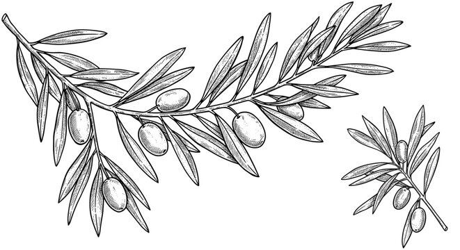 Olive branches vector illustration, hand drawn style, perfect for print and poster design