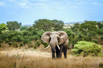 Fototapeta premium African bush elephant big tusker front view in savannah in Kruger National park, South Africa ; Specie Loxodonta africana family of Elephantidae