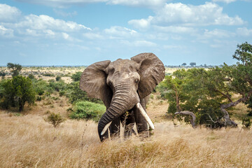 Angy african bush elephant big tusker front view in savannah in Kruger National park, South Africa...